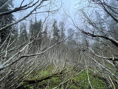 Alder thicket on a spring morning