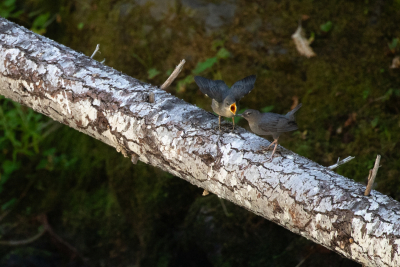 American Dipper Family