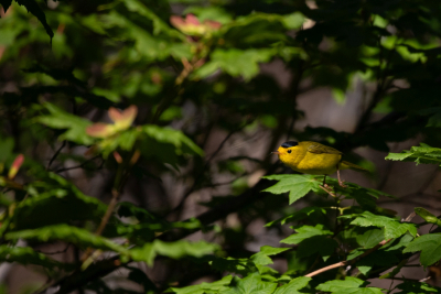 Wilson's Warbler