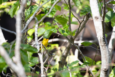 Wilson's Warbler