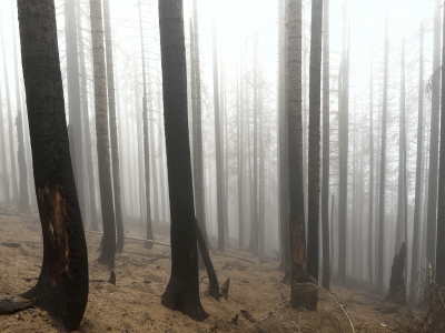 Eerie Fog