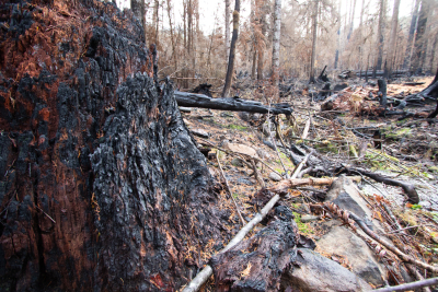 Nov 2023 field trip to HJA after Lookout Fire