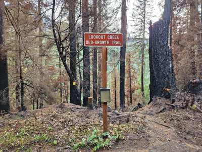 Nov 2023 field trip to HJA after Lookout Fire