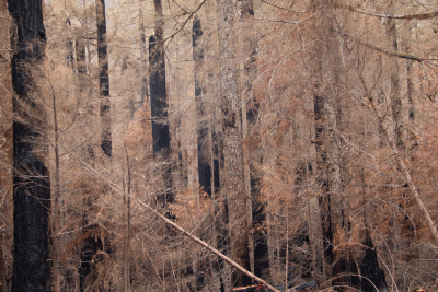 Nov 2023 field trip to HJA after Lookout Fire
