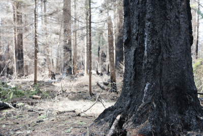 April 2024 field trip to HJA after Lookout Fire