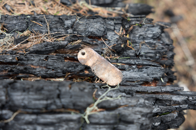 April 2024 field trip to HJA after Lookout Fire