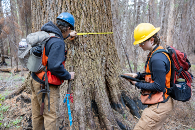 Researchers measuring a tree diameter and recording data