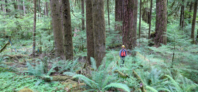 researcher in old growth forest stand