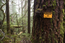 HJ Andrews Experimental Forest research plot